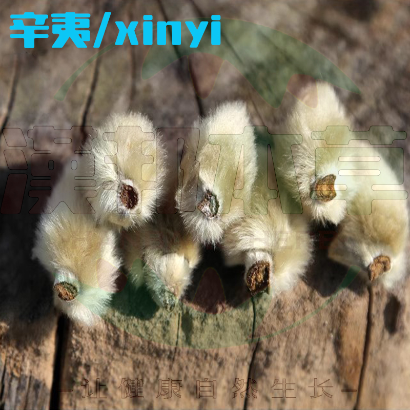 辛夷花/xinyi
